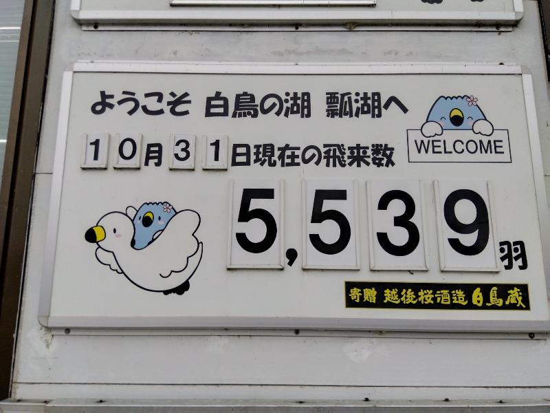 R071031白鳥飛来数