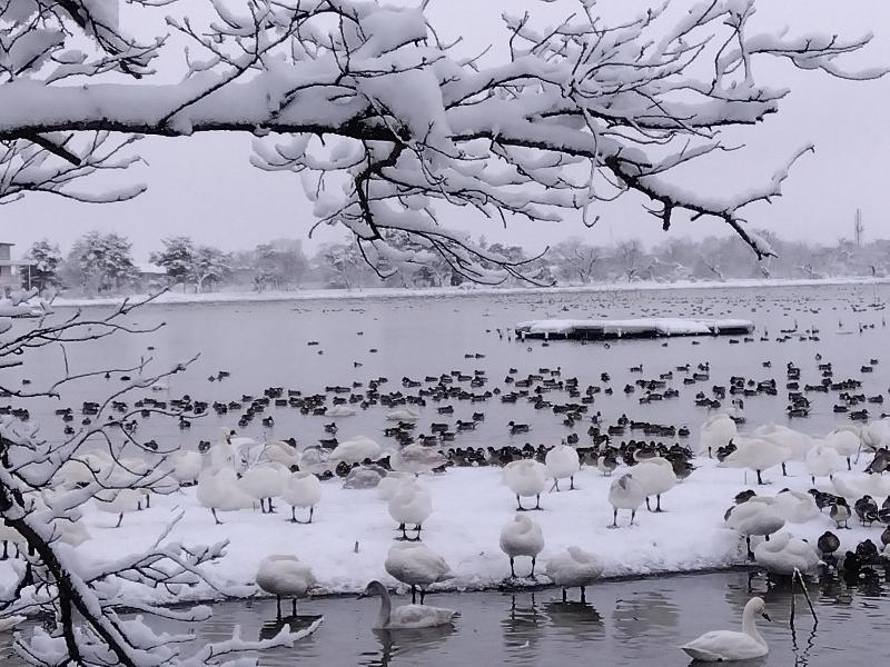 令和8年1月の白鳥の渡来状況／阿賀野市