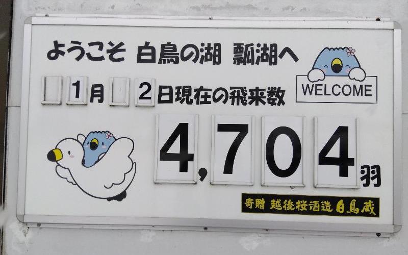 R080102瓢湖飛来数