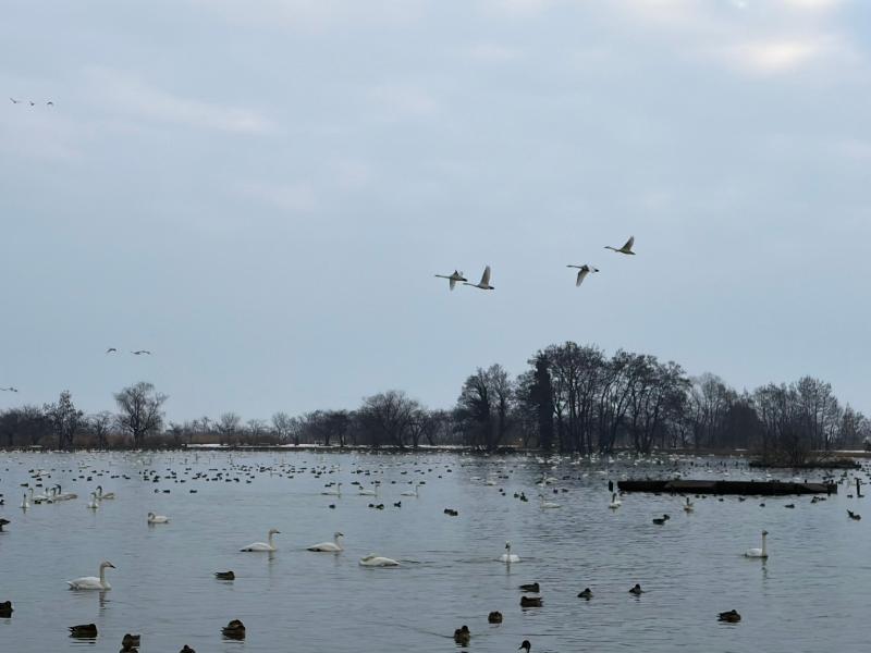 令和8年2月の白鳥の渡来状況／阿賀野市