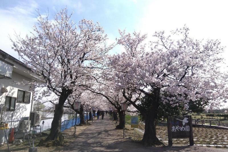 R080406瓢湖サクラ-01