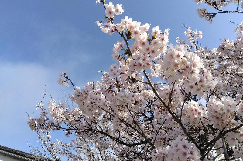 R080406瓢湖サクラ-02