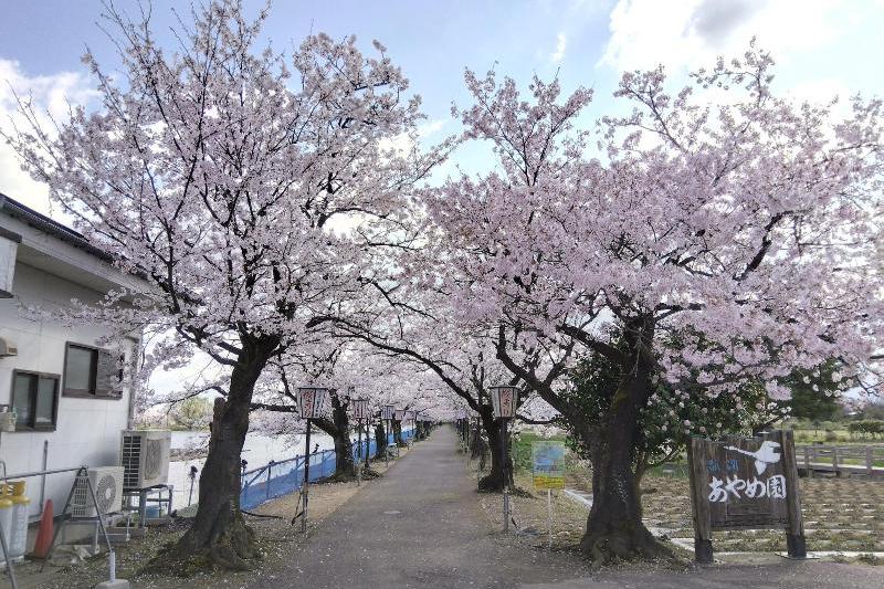 R80408瓢湖サクラ-01