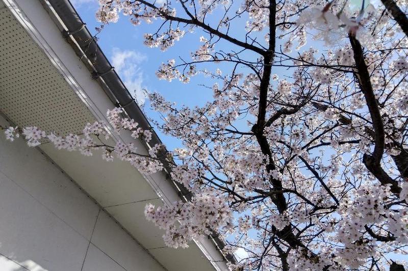 R80407瓢湖サクラ-02