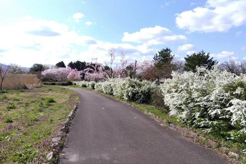 R80408瓢湖ユキヤナギ
