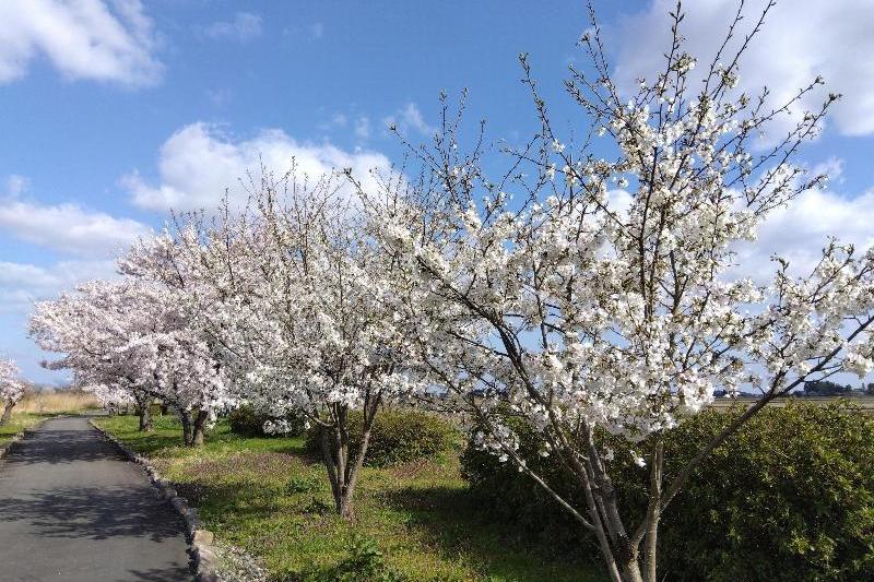 R80408瓢湖結ザクラ-03