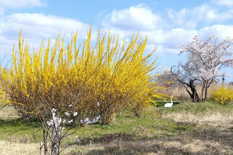 R80408瓢湖レンギョウと白鳥