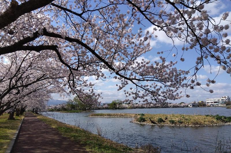 R80408瓢湖サクラ-04