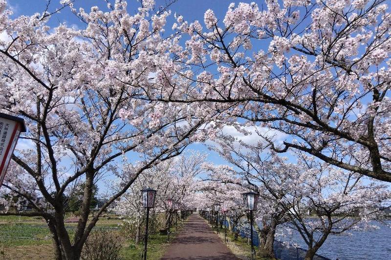 R80408瓢湖サクラ-03