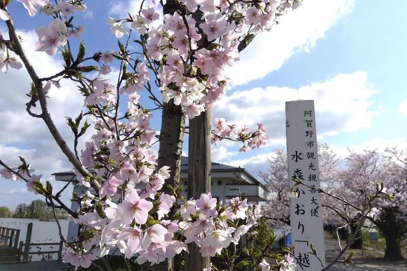 R80407瓢湖結ザクラ-01