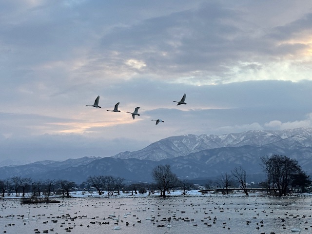 瓢湖ハクチョウ20250124-2