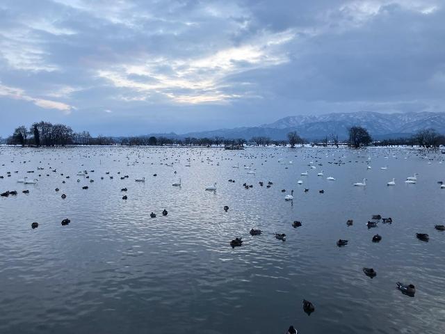 瓢湖ハクチョウ20250124-3