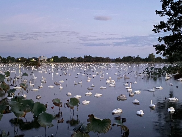 瓢湖ハクチョウ20241101-1