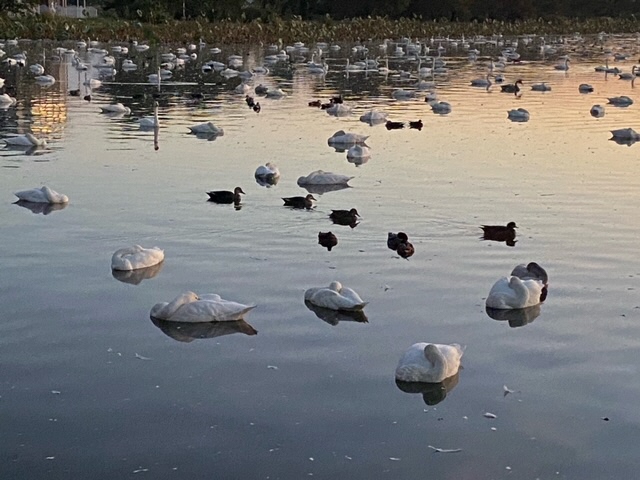瓢湖ハクチョウ20241101-2