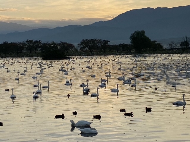 瓢湖ハクチョウ20241101-3