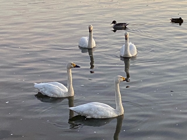 瓢湖ハクチョウ20241101-4