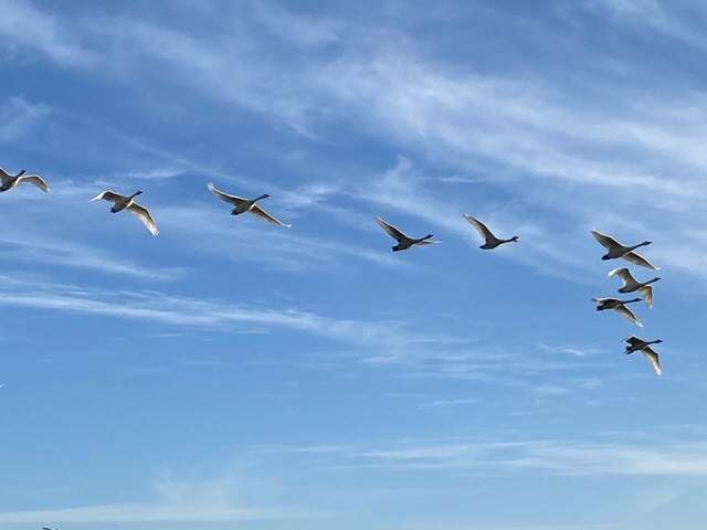 瓢湖ハクチョウ20241101-6