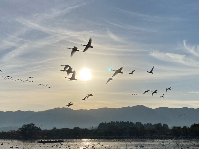 瓢湖ハクチョウ20241101-5