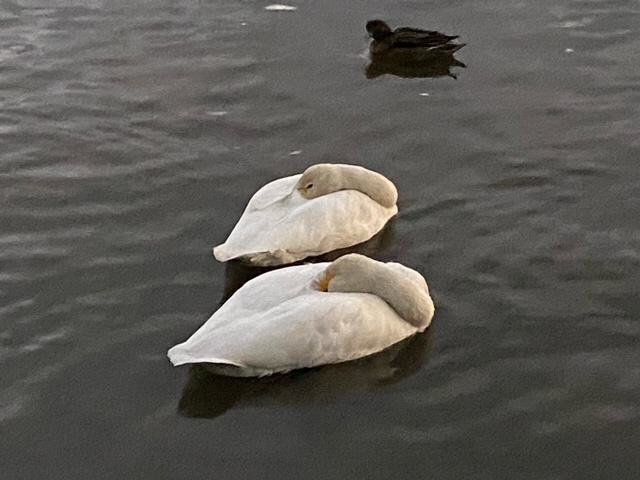 瓢湖ハクチョウ20241108-3