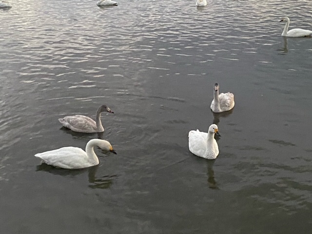 瓢湖ハクチョウ20241108-4