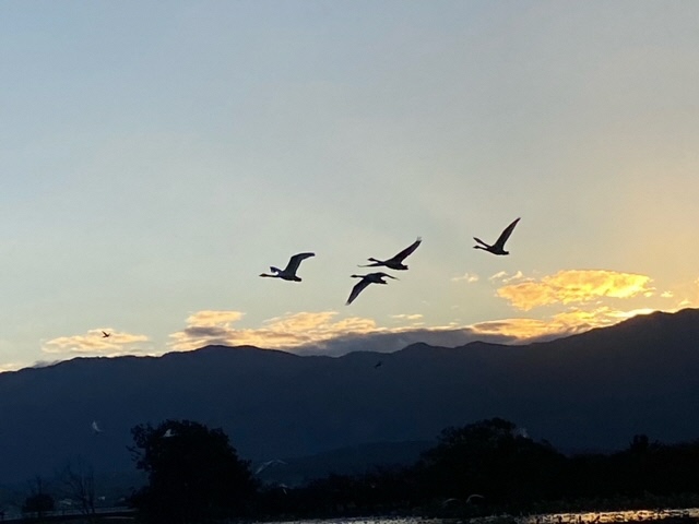 瓢湖ハクチョウ20241108-5