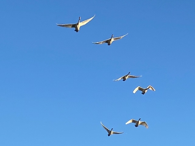 瓢湖ハクチョウ20241108-6