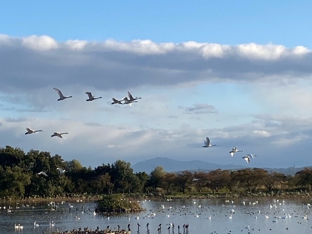 瓢湖ハクチョウ20241108-7