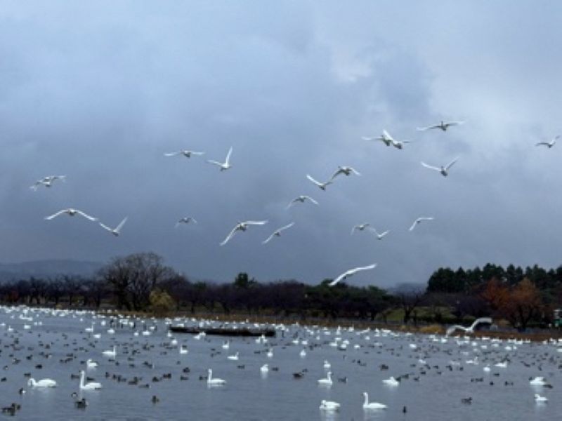 令和7年11月の白鳥の渡来状況／阿賀野市