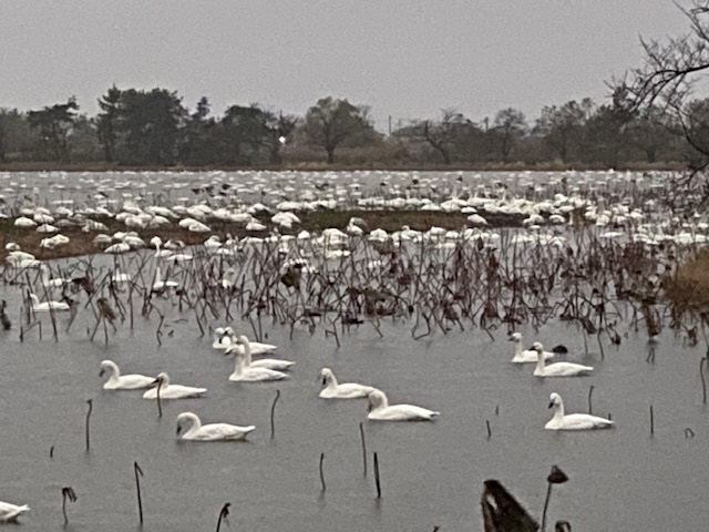 瓢湖ハクチョウ20241129-1