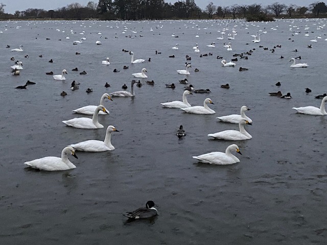 瓢湖ハクチョウ20241129-2