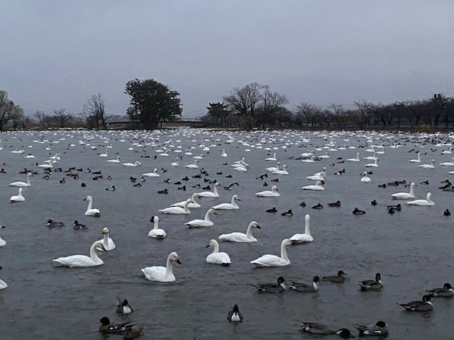 瓢湖ハクチョウ20241129-3