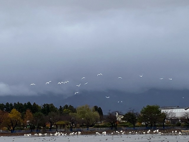 瓢湖ハクチョウ20241129-5