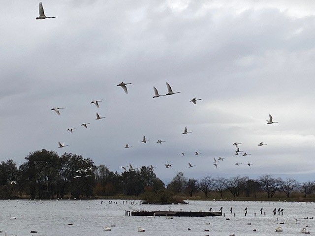瓢湖ハクチョウ20241129-6