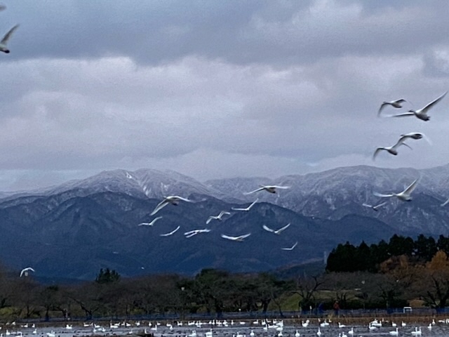 瓢湖ハクチョウ20231122-3