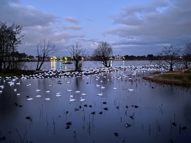 瓢湖ハクチョウ20241220-1