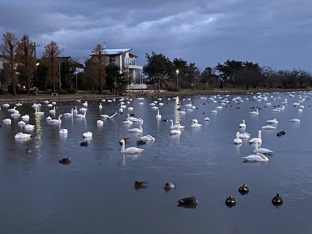 瓢湖ハクチョウ20241220-2