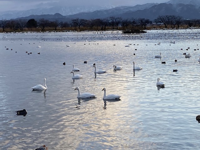 瓢湖ハクチョウ20241220-6