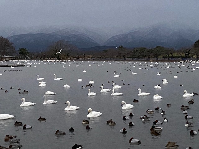 瓢湖ハクチョウ20241227-1