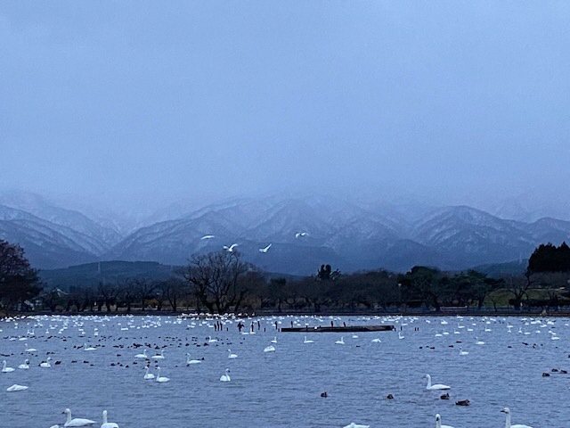 瓢湖ハクチョウ20241227-3