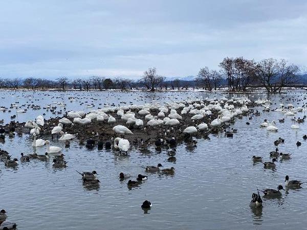 瓢湖　本池　0217-1