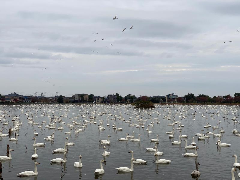 瓢湖ハクチョウ20241115-2