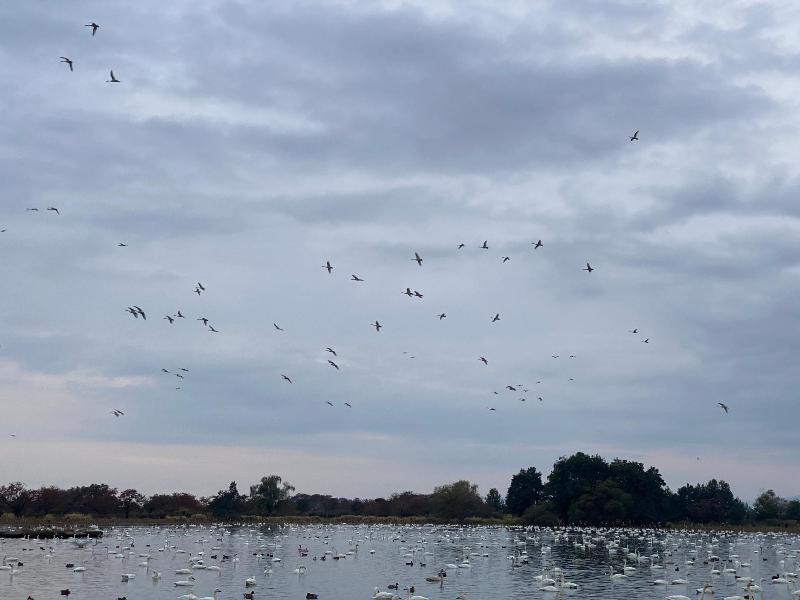 瓢湖ハクチョウ20241115-1
