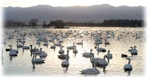 瓢湖で沢山の白鳥が水面を泳いでいる写真