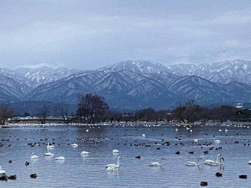 瓢湖ハクチョウ20240202-1