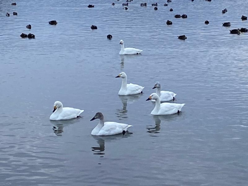 瓢湖ハクチョウ20240202-3