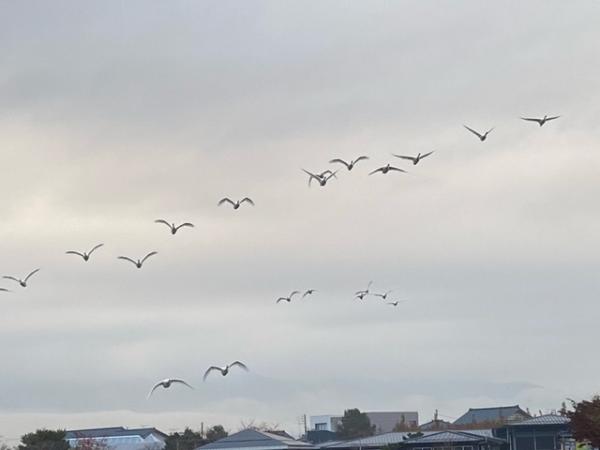 瓢湖の白鳥飛来数1111-3