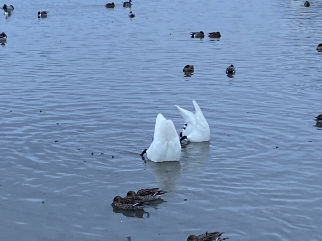 瓢湖　本池0203-4