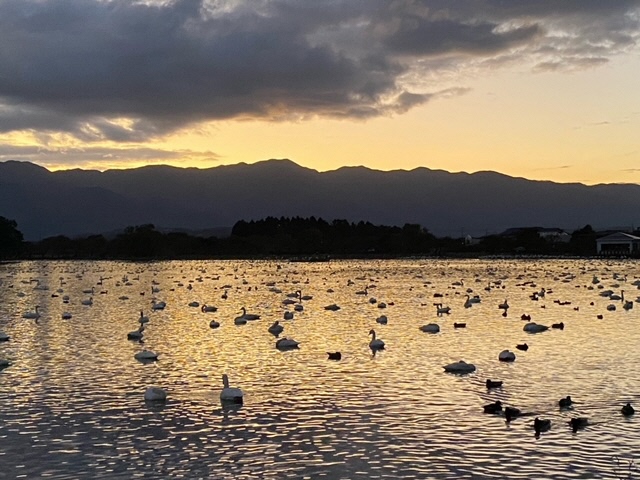 瓢湖ハクチョウ20241108-2