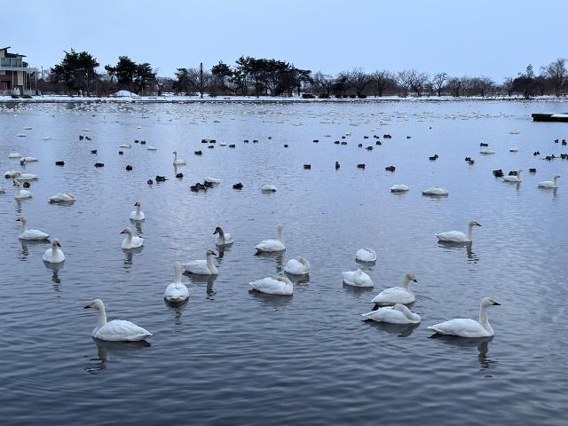 瓢湖ハクチョウ20250221-3