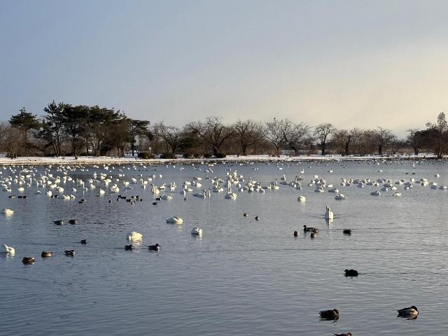 瓢湖ハクチョウ20250221-4